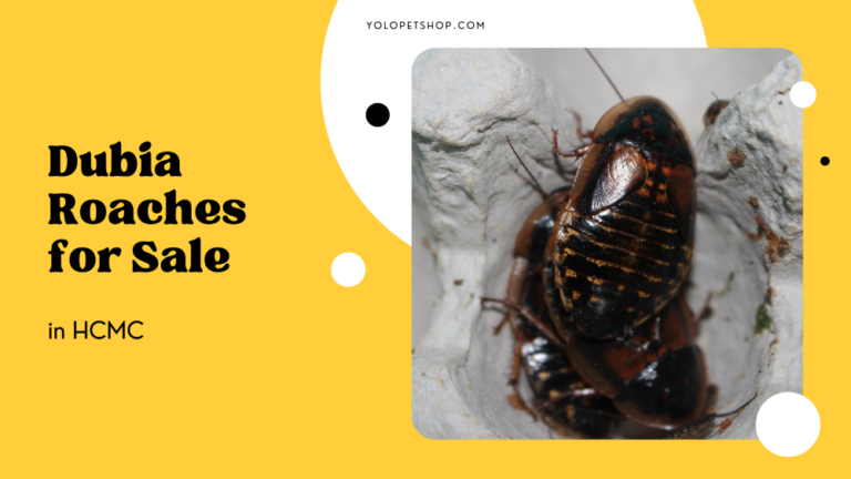 Dubia Roaches For Sale In HCMC, Vietnam • YOLO