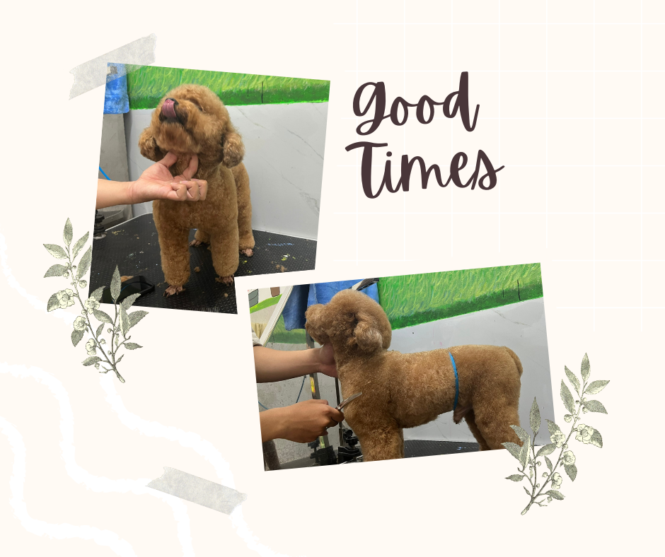 good times at yolo poodle grooming spa