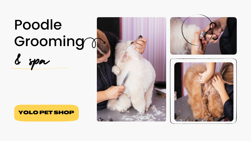 poodle grooming spa in saigon