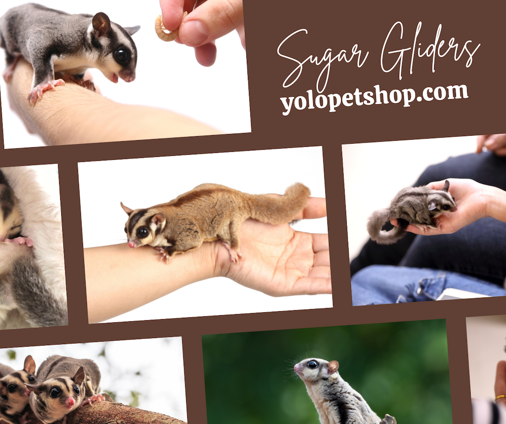 sugar gliders as a pet