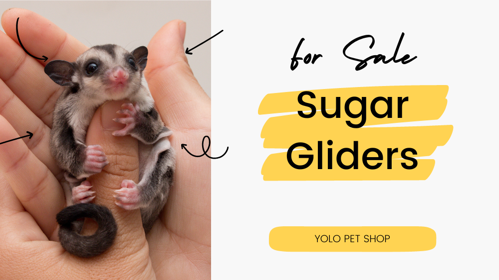 Sugar glider pet shop best sale near me